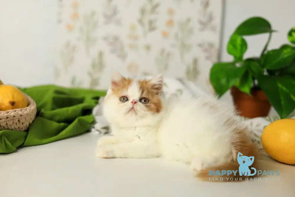 Piter Exotic male cream van tabby live animals