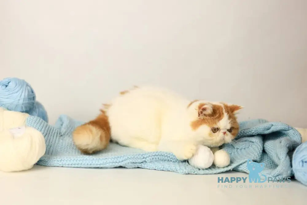 Piter Exotic male cream van tabby live animals