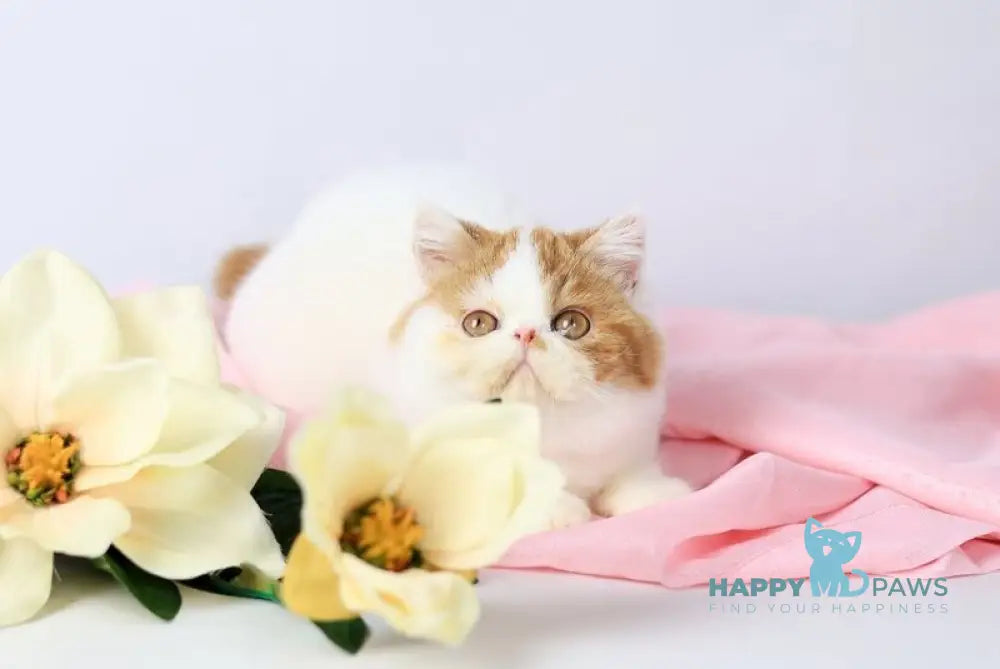 Piter Exotic male cream van tabby live animals