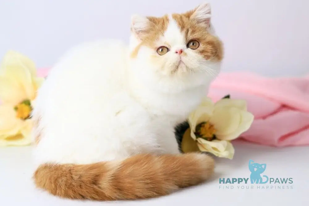 Piter Exotic male cream van tabby live animals