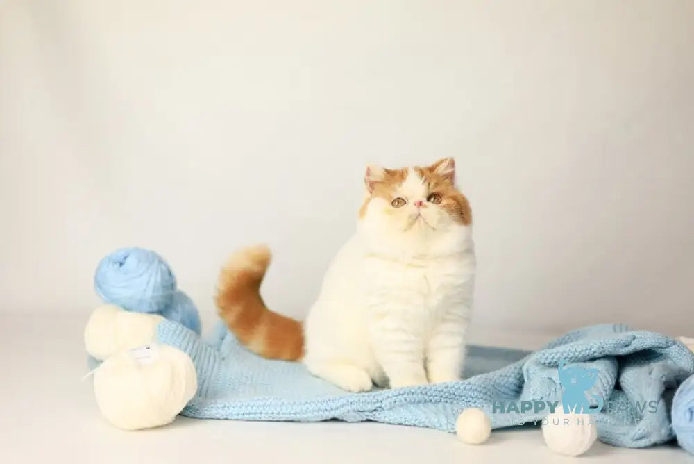 Piter Exotic male cream van tabby live animals