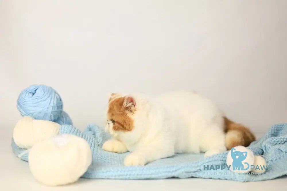 Piter Exotic male cream van tabby live animals