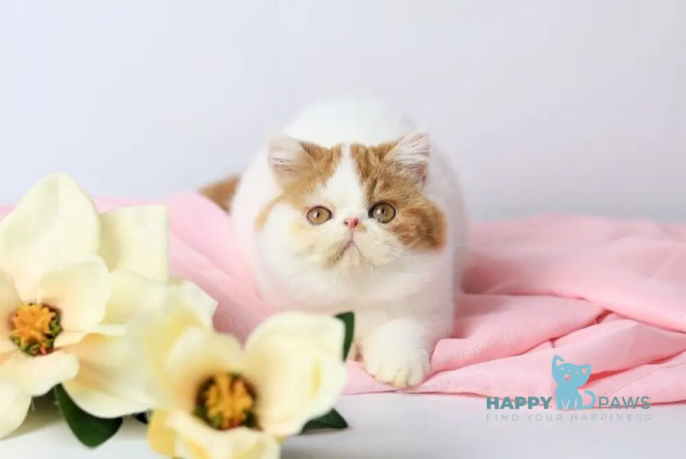 Piter Exotic male cream van tabby live animals