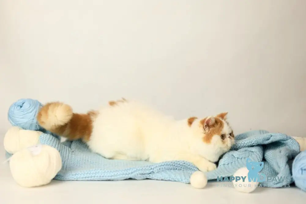 Piter Exotic male cream van tabby live animals