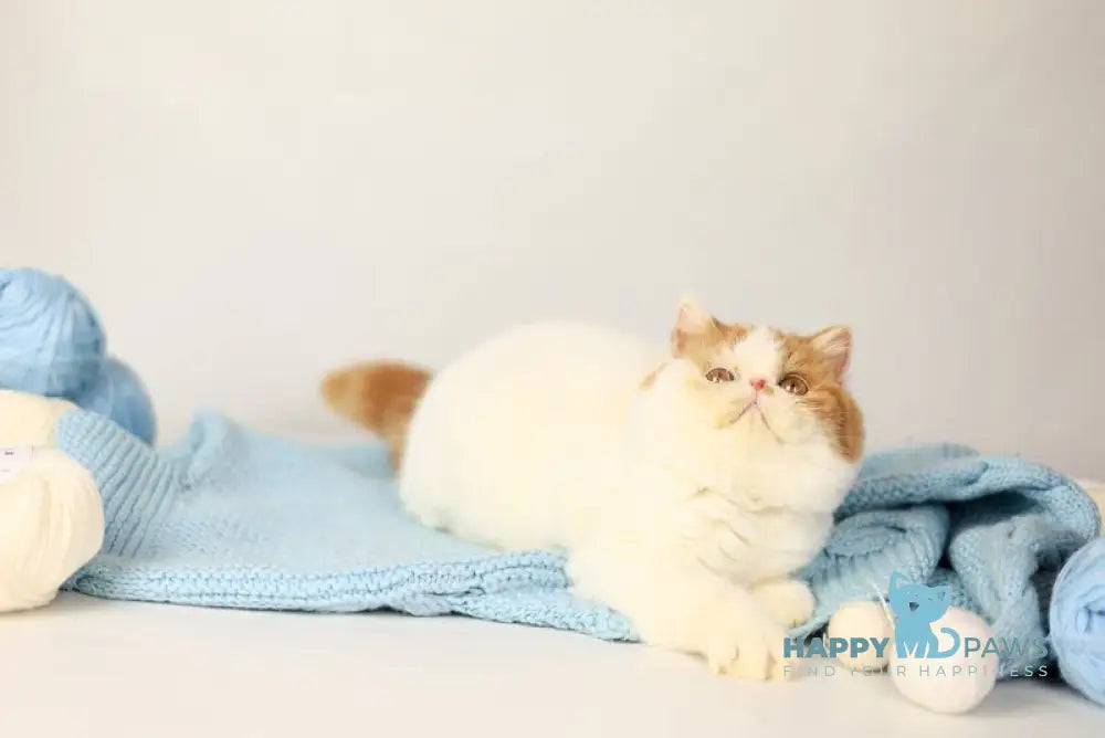 Piter Exotic male cream van tabby live animals