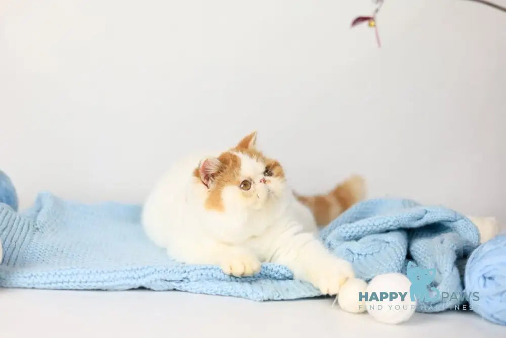 Piter Exotic male cream van tabby live animals