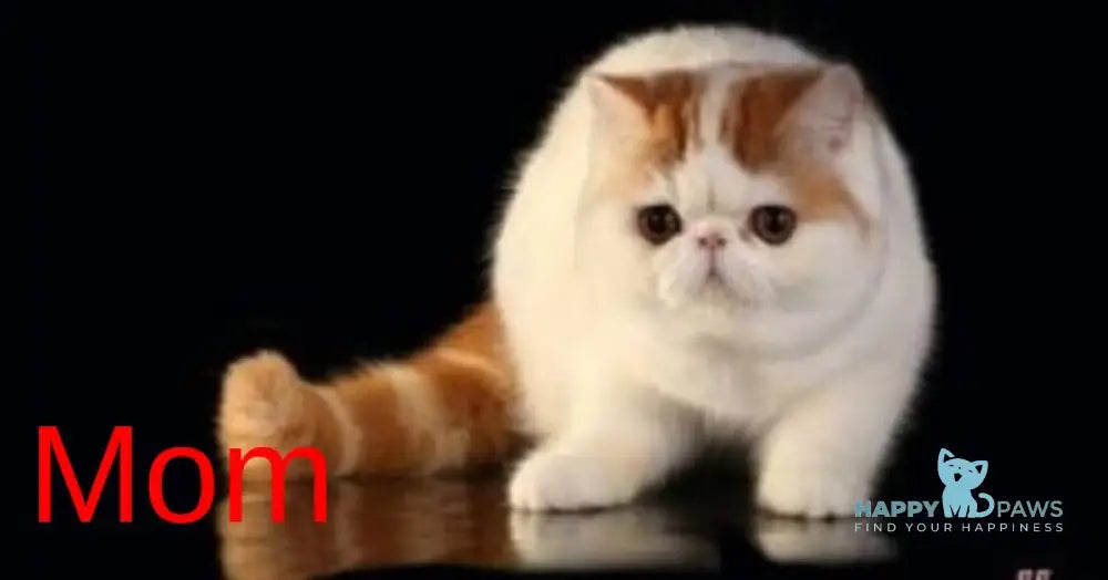 Piter Exotic male cream van tabby live animals