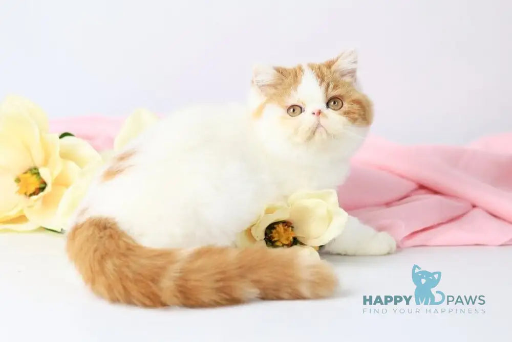 Piter Exotic male cream van tabby live animals