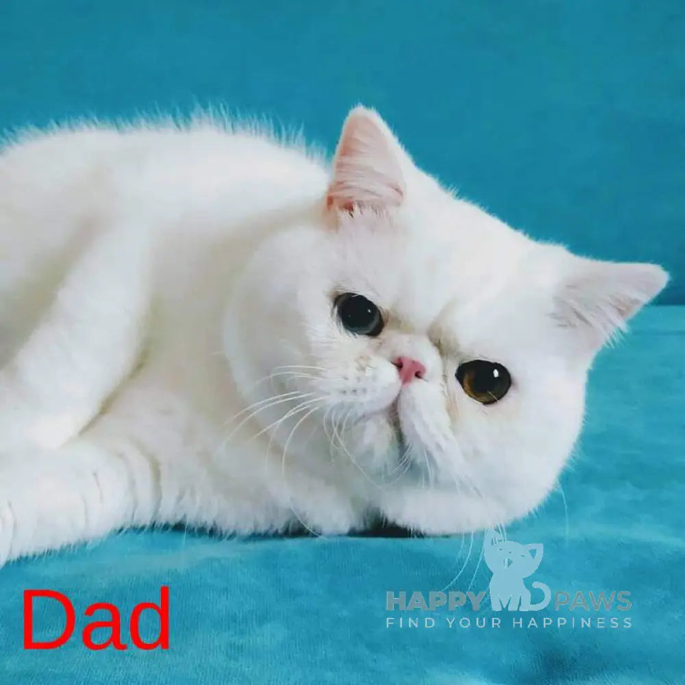 Piter Exotic male cream van tabby live animals