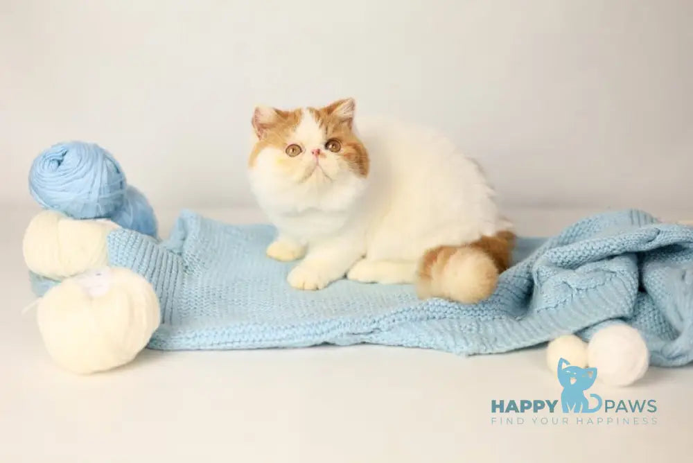 Piter Exotic male cream van tabby live animals