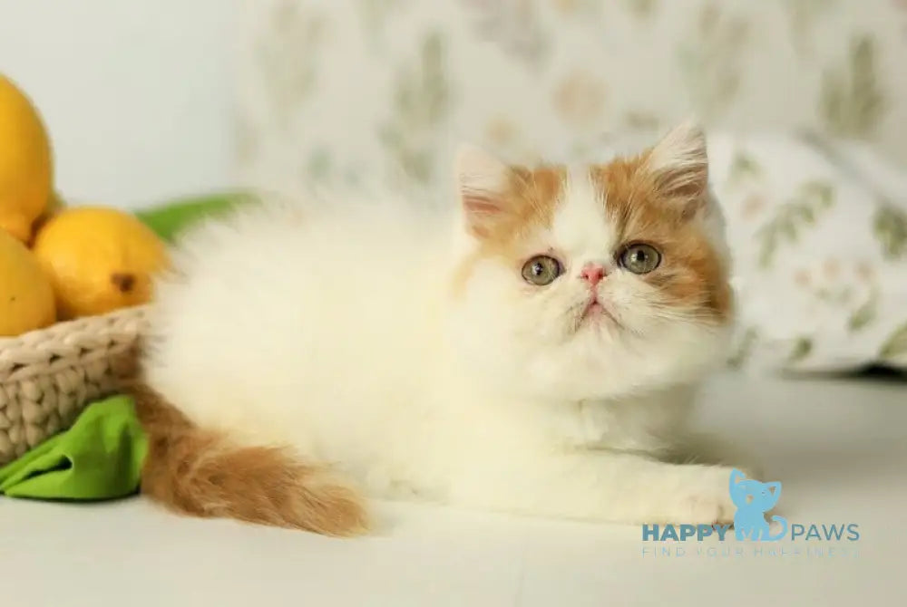 Piter Exotic male cream van tabby live animals