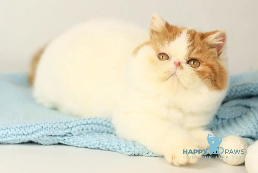 Piter Exotic male cream van tabby live animals