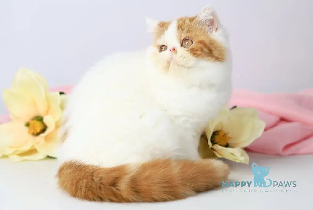 Piter Exotic male cream van tabby live animals