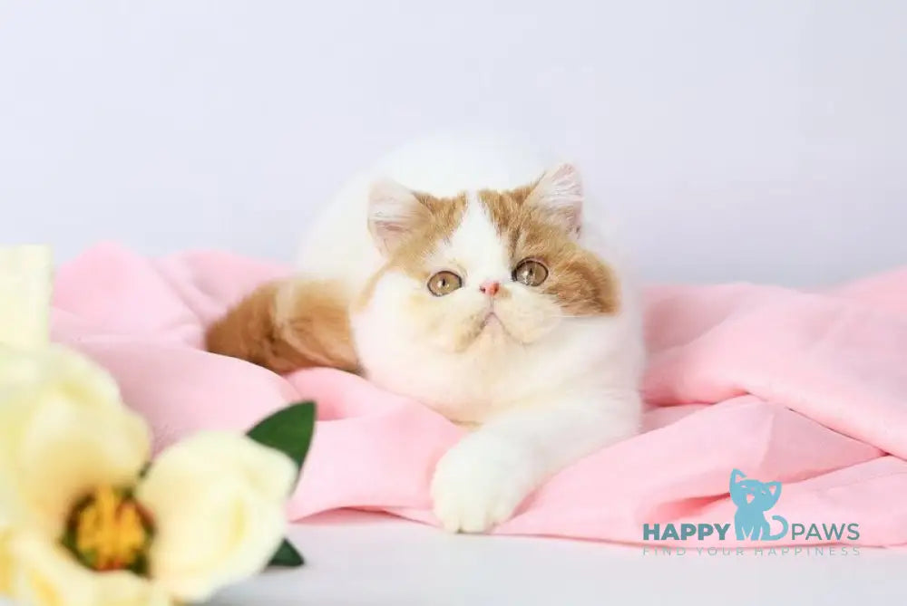 Piter Exotic male cream van tabby live animals