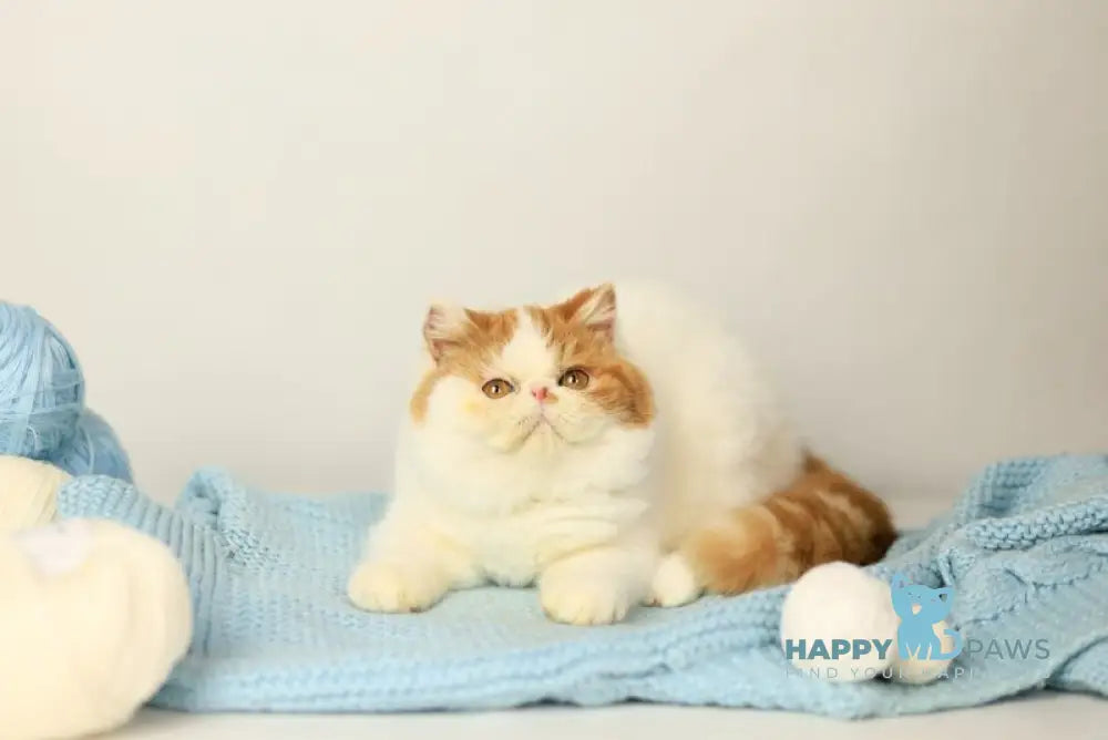 Piter Exotic male cream van tabby live animals