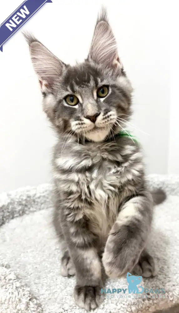 Piter Maine Coon male blue tabby live animals