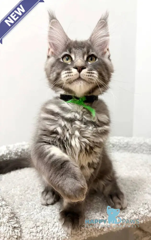 Piter Maine Coon male blue tabby live animals