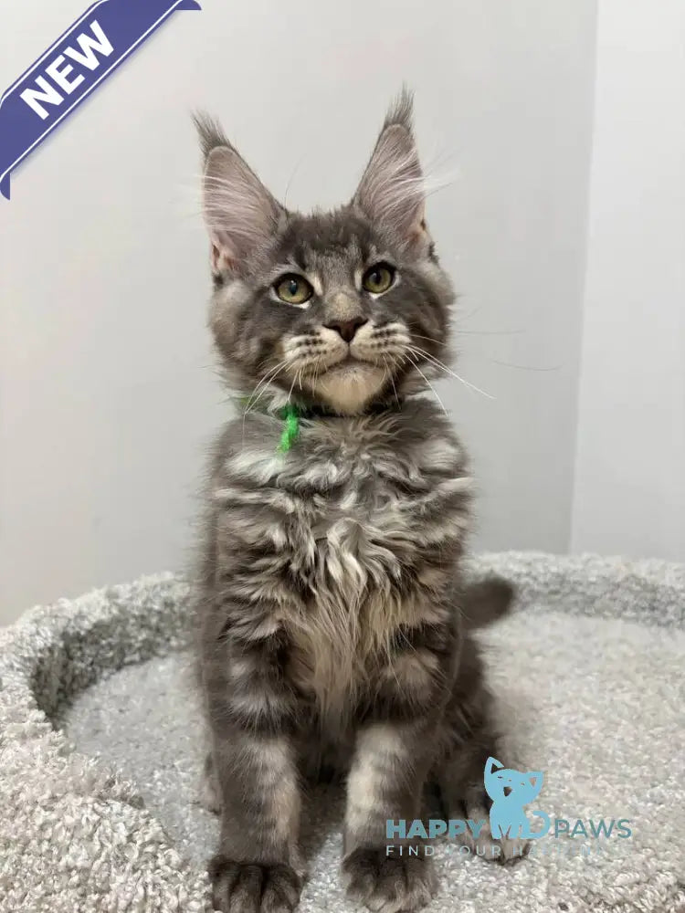 Piter Maine Coon male blue tabby live animals