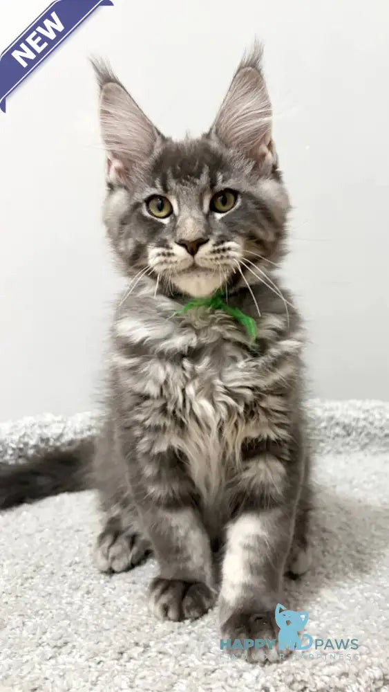 Piter Maine Coon male blue tabby live animals