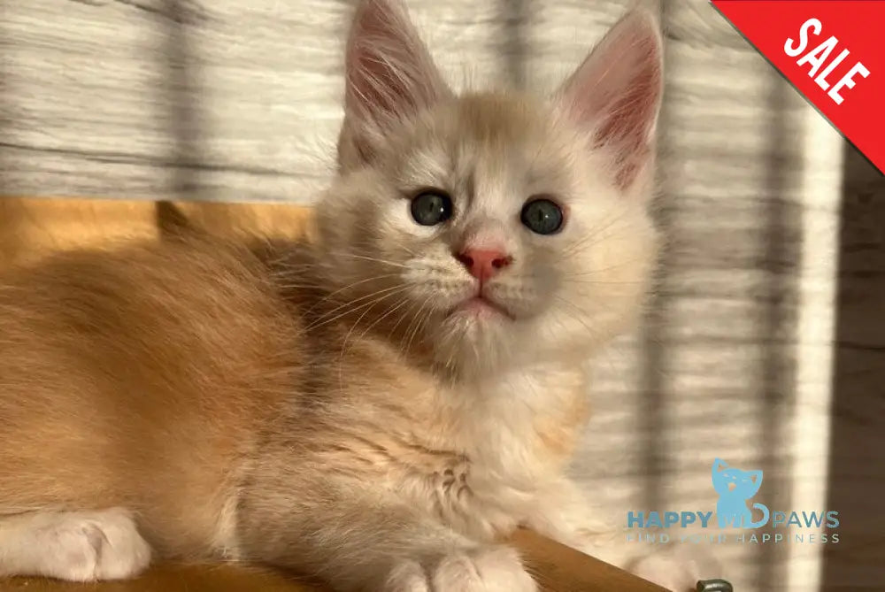 Piter Maine Coon male red silver ticked tabby live animals