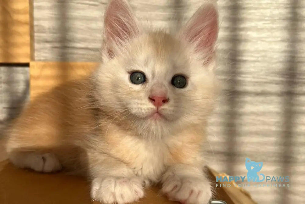 Piter Maine Coon male red silver ticked tabby live animals