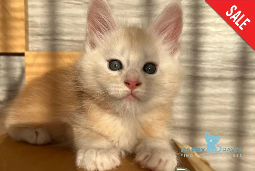 Piter Maine Coon male red silver ticked tabby live animals