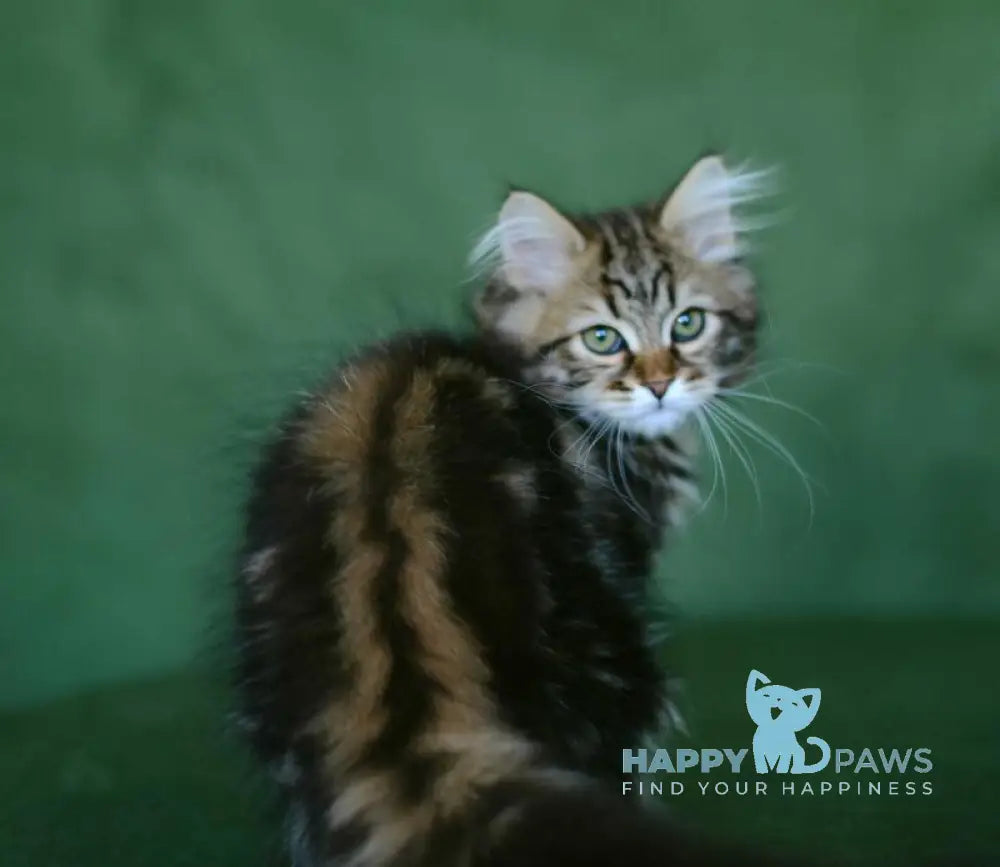 Piter Siberian male black tabby live animals