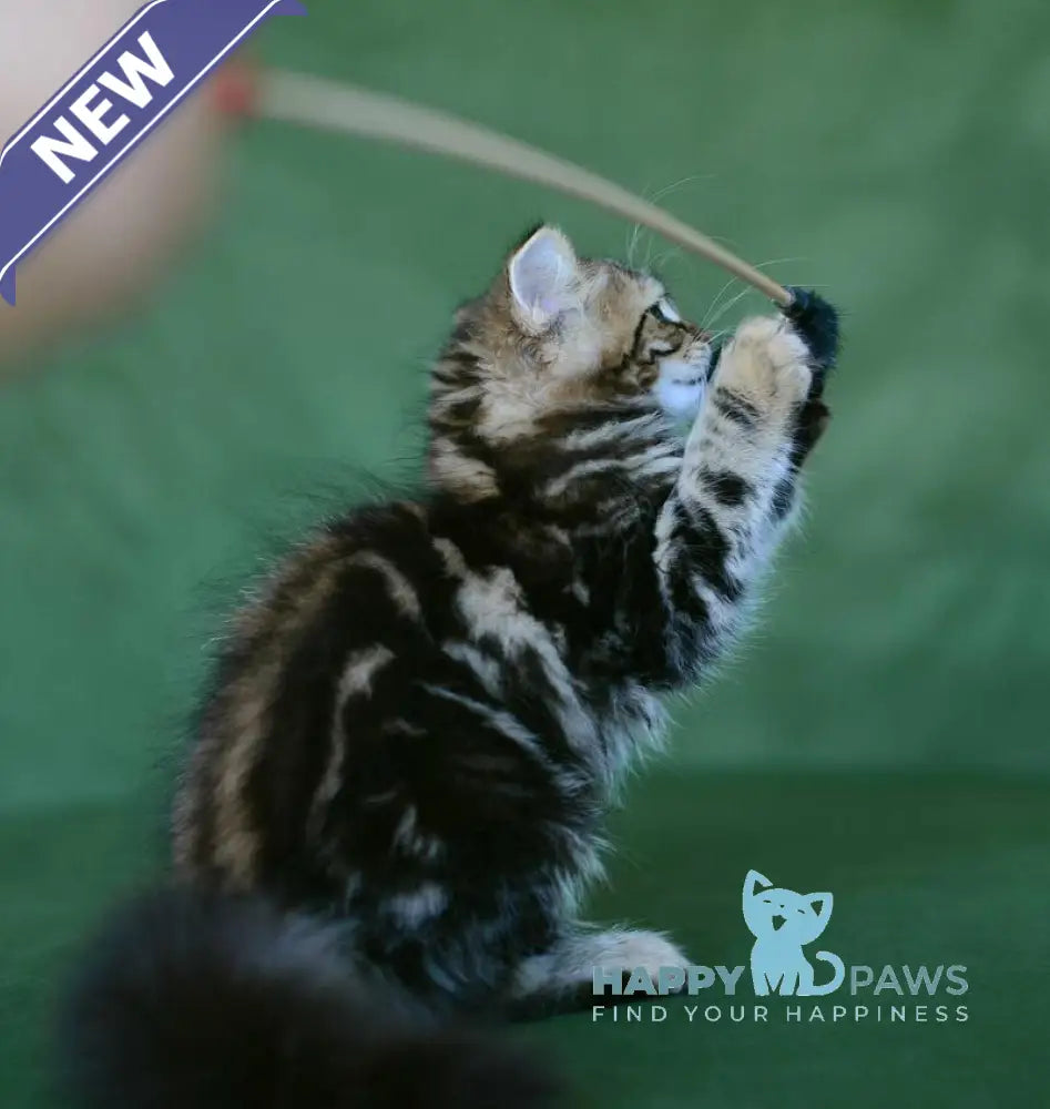 Piter Siberian male black tabby live animals