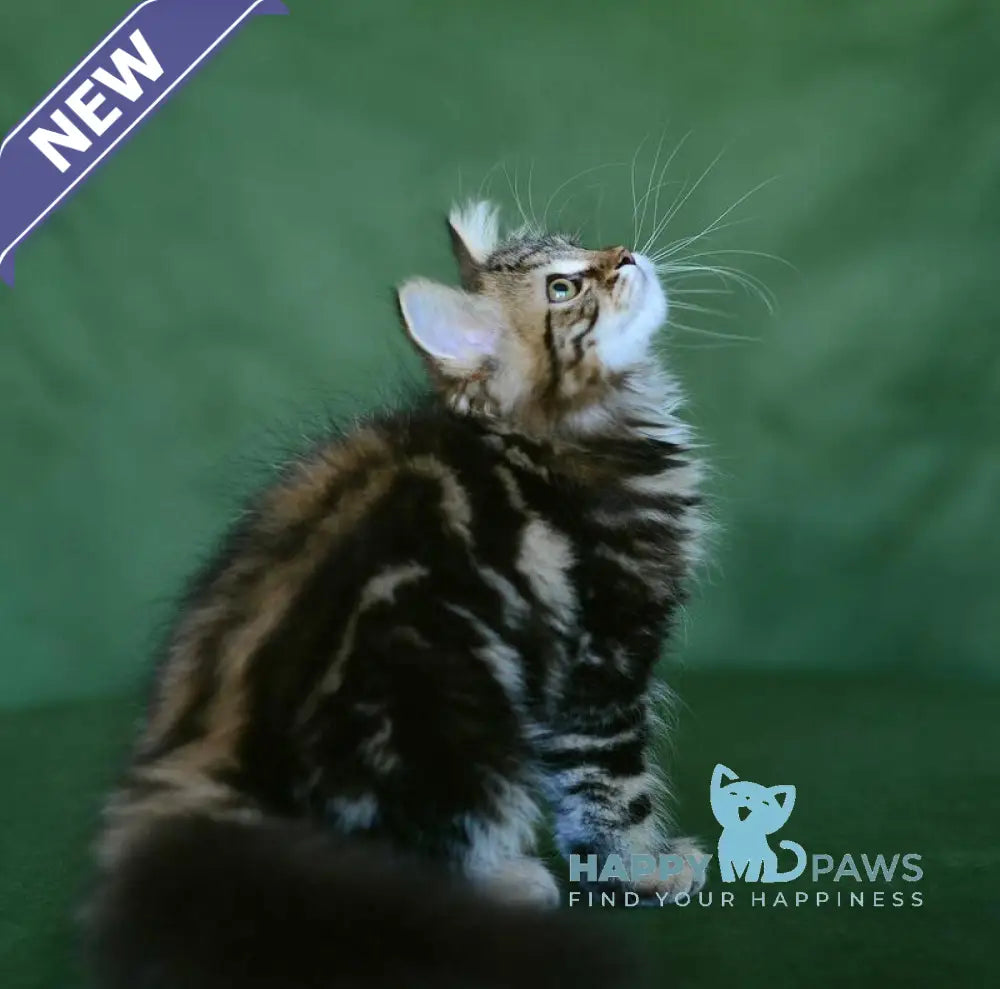 Piter Siberian male black tabby live animals