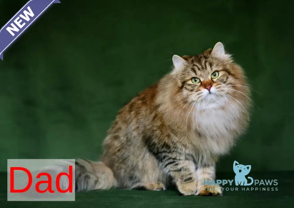 Piter Siberian male black tabby live animals