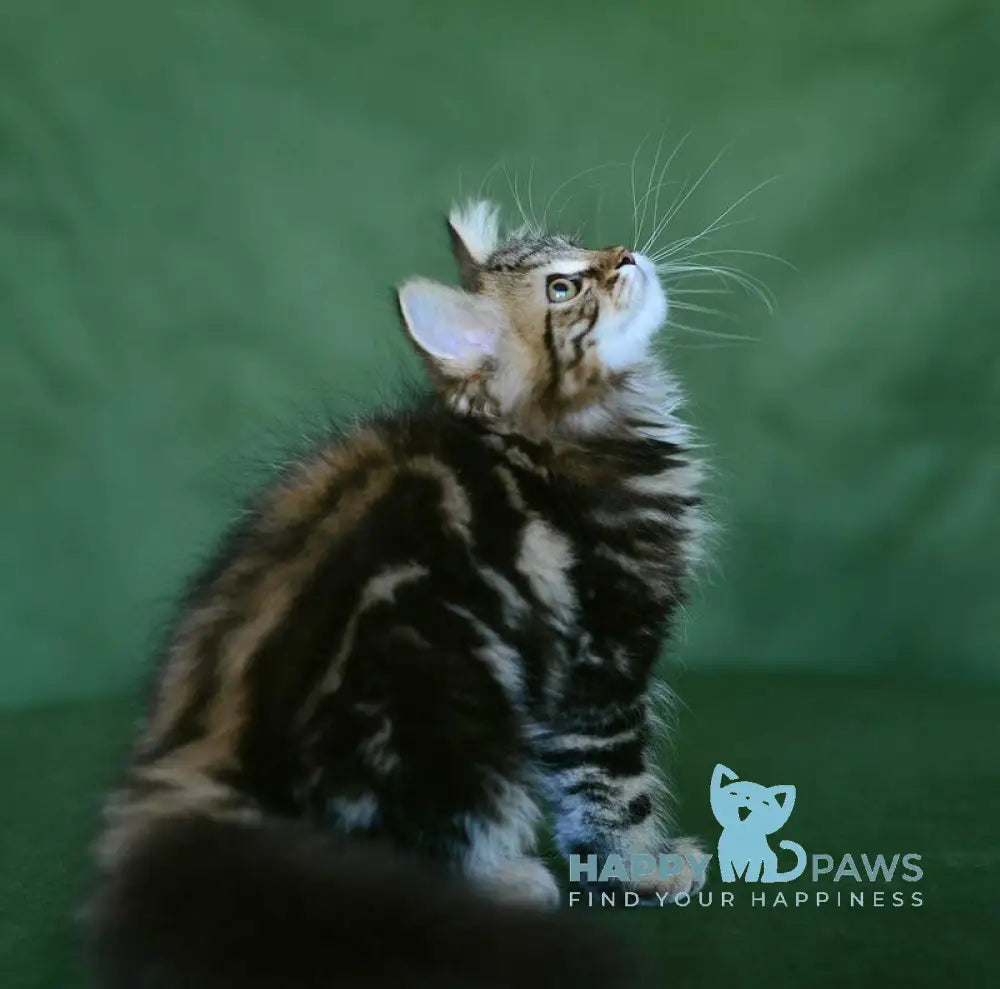 Piter Siberian male black tabby live animals