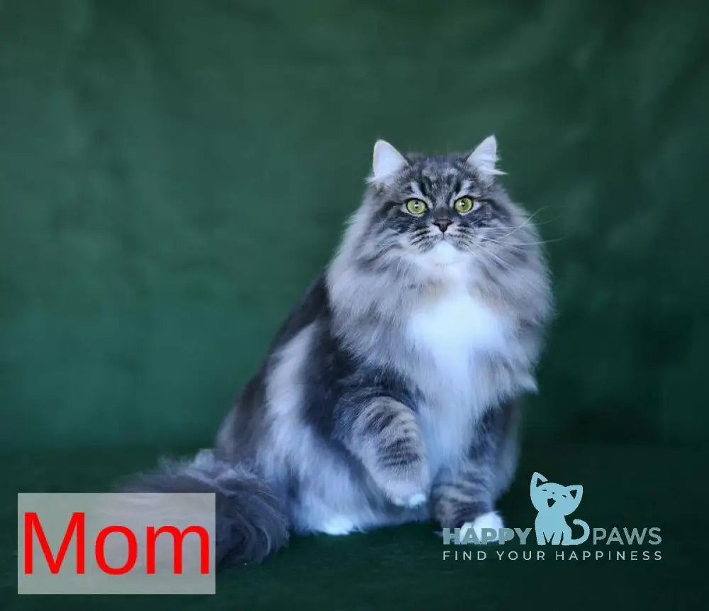 Piter Siberian male black tabby live animals