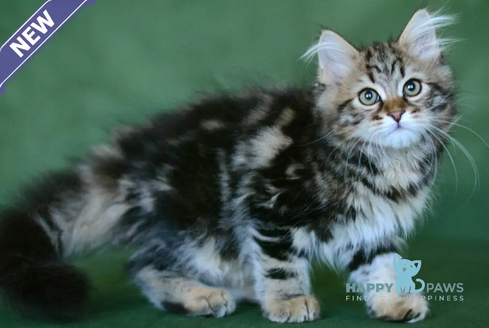 Piter Siberian male black tabby live animals