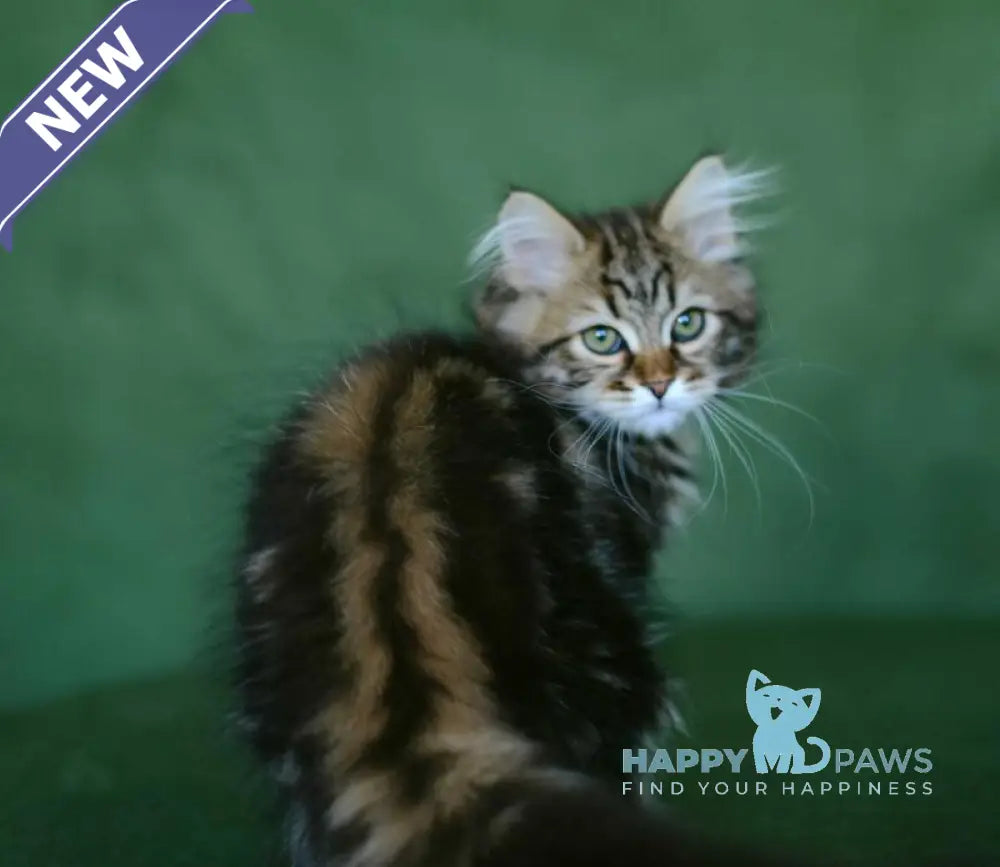 Piter Siberian male black tabby live animals