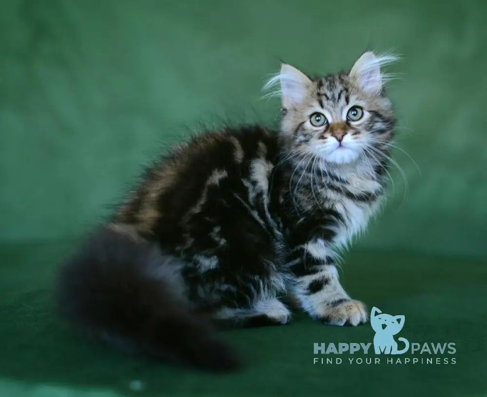 Piter Siberian male black tabby live animals