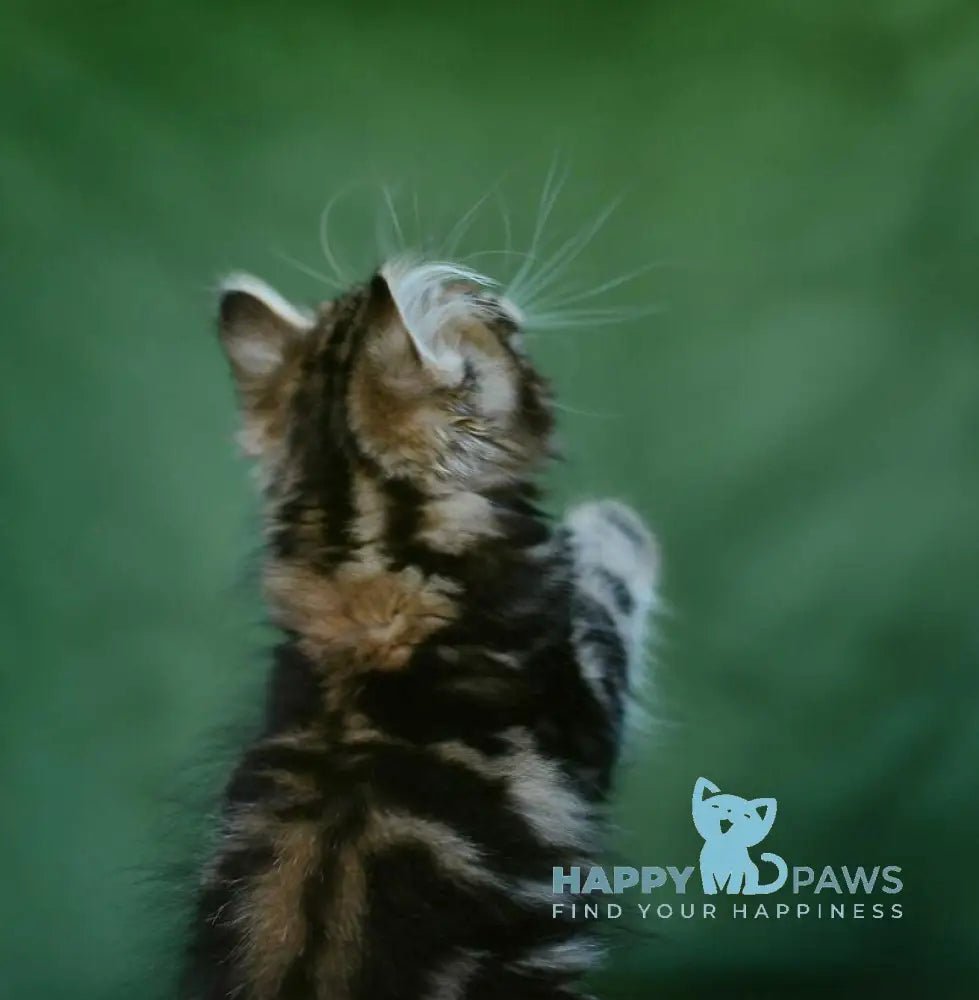 Piter Siberian male black tabby live animals