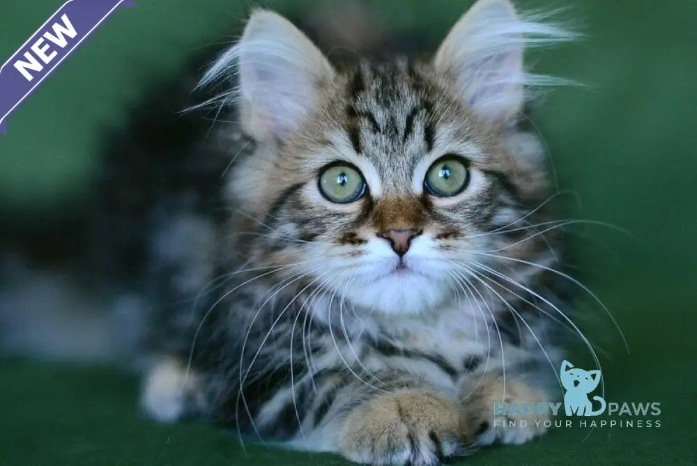 Piter Siberian male black tabby live animals
