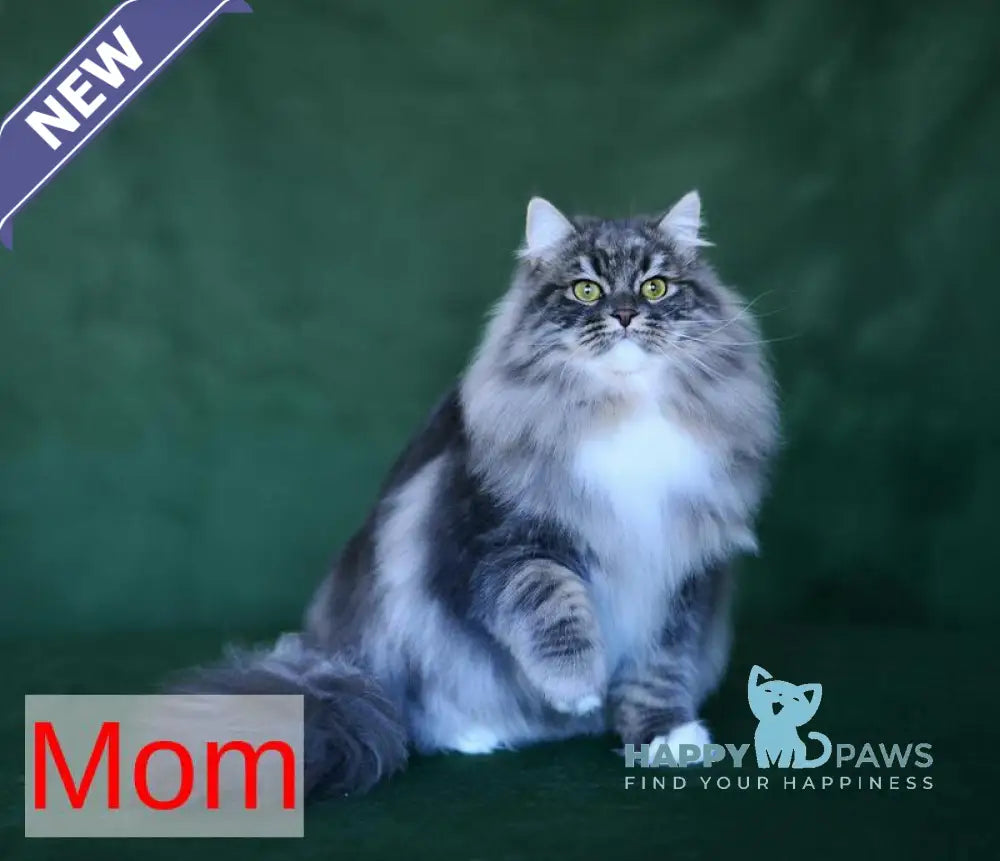 Piter Siberian male black tabby live animals