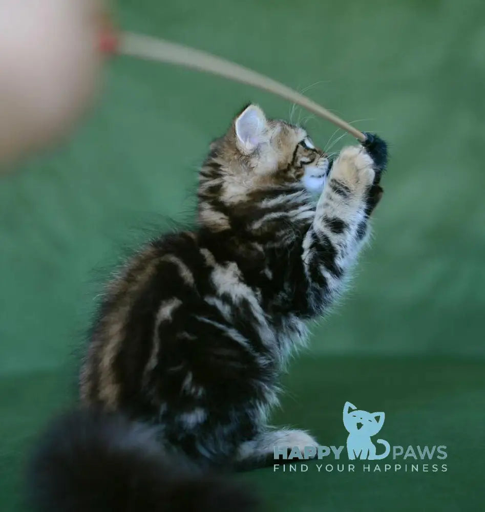Piter Siberian male black tabby live animals