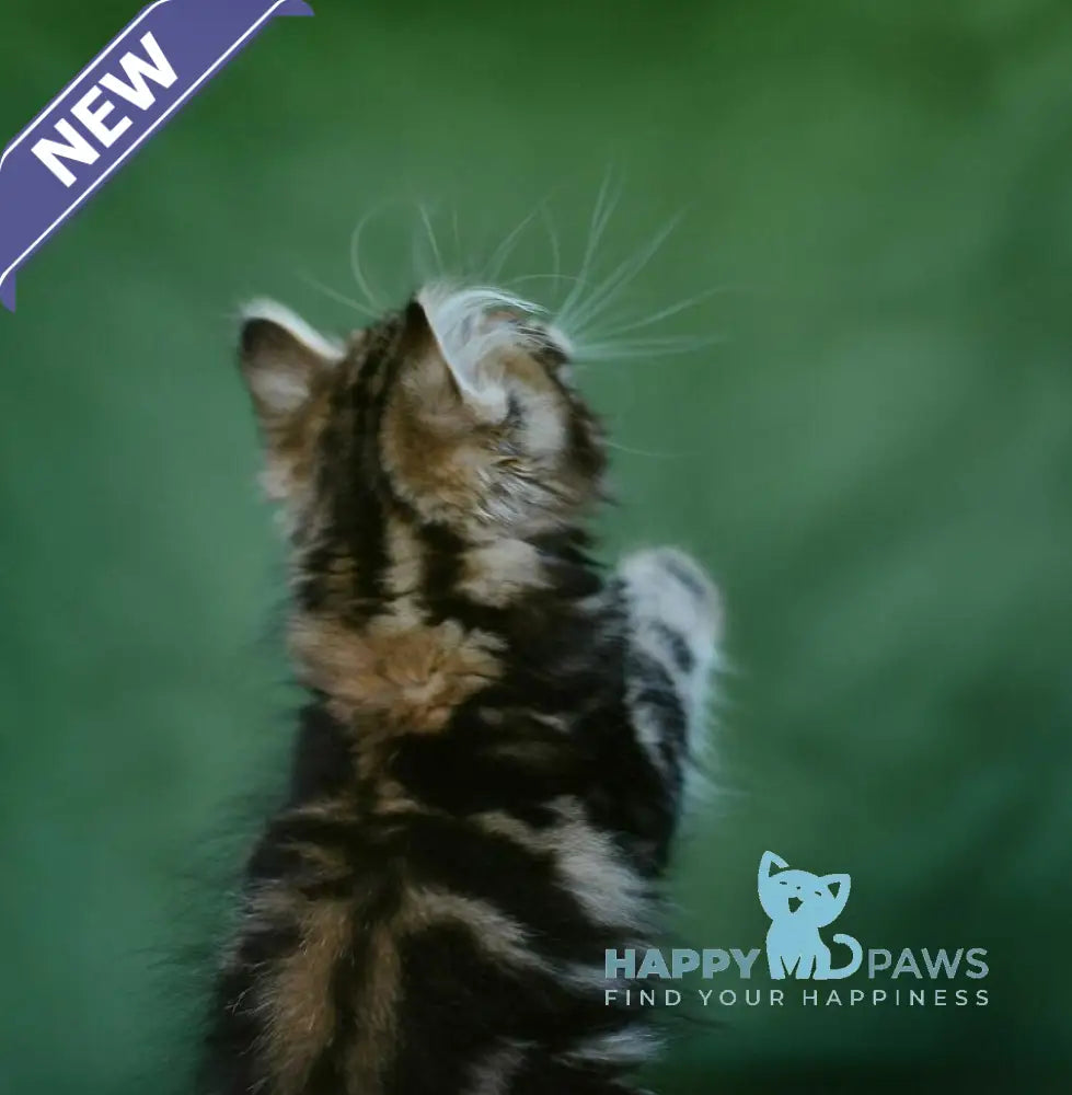 Piter Siberian male black tabby live animals