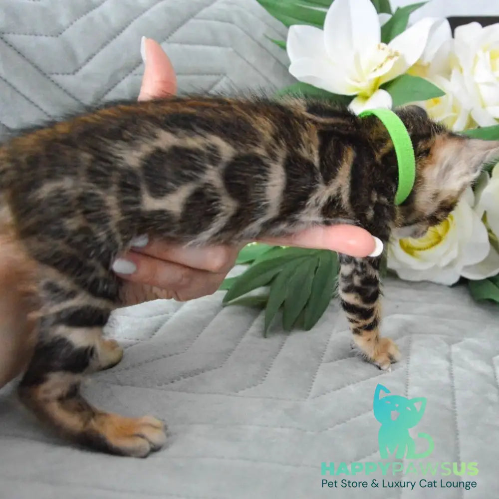 Pixel Bengal male black spotted tabby - live animals