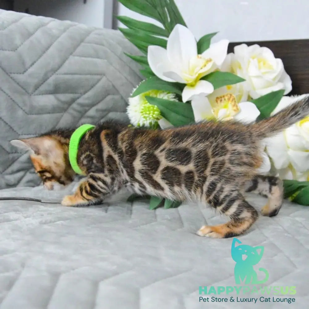 Pixel Bengal male black spotted tabby - live animals