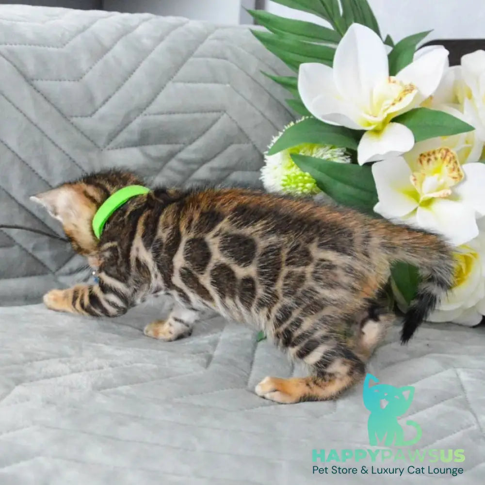 Pixel Bengal male black spotted tabby - live animals