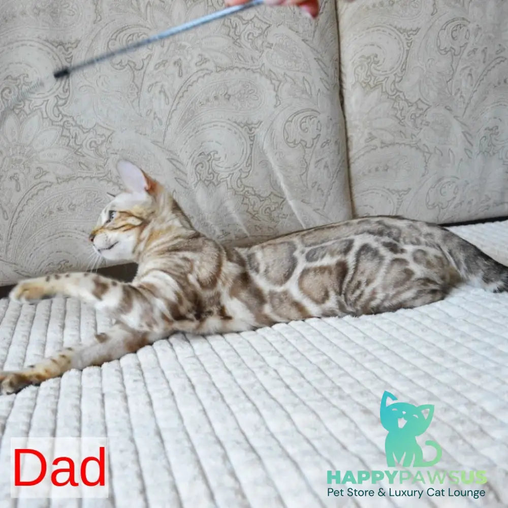 Pixel Bengal male black spotted tabby - live animals