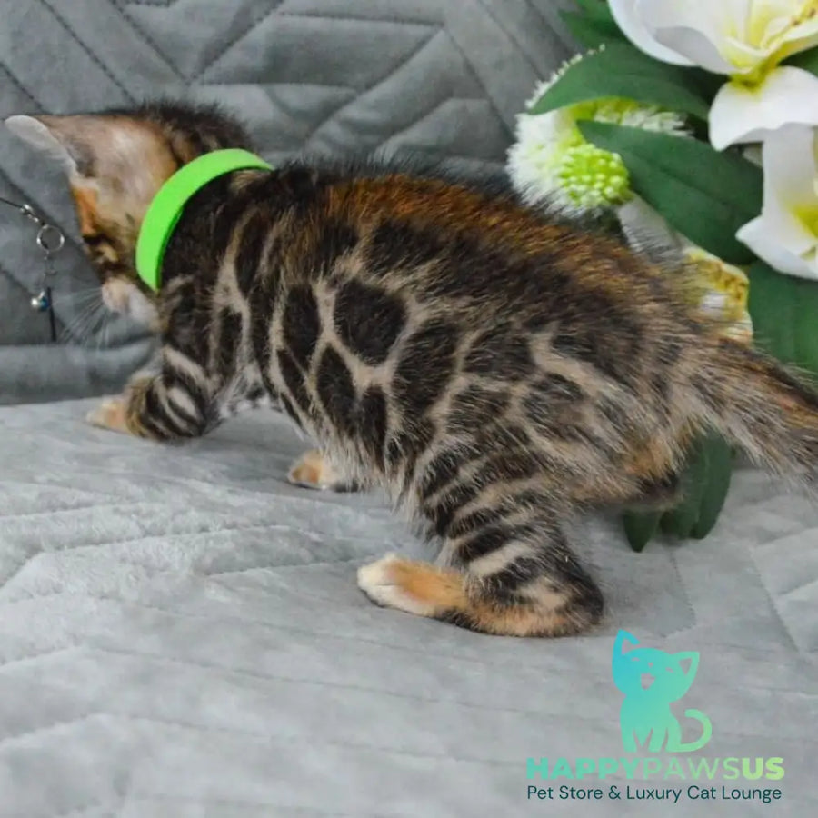 Pixel Bengal male black spotted tabby - live animals