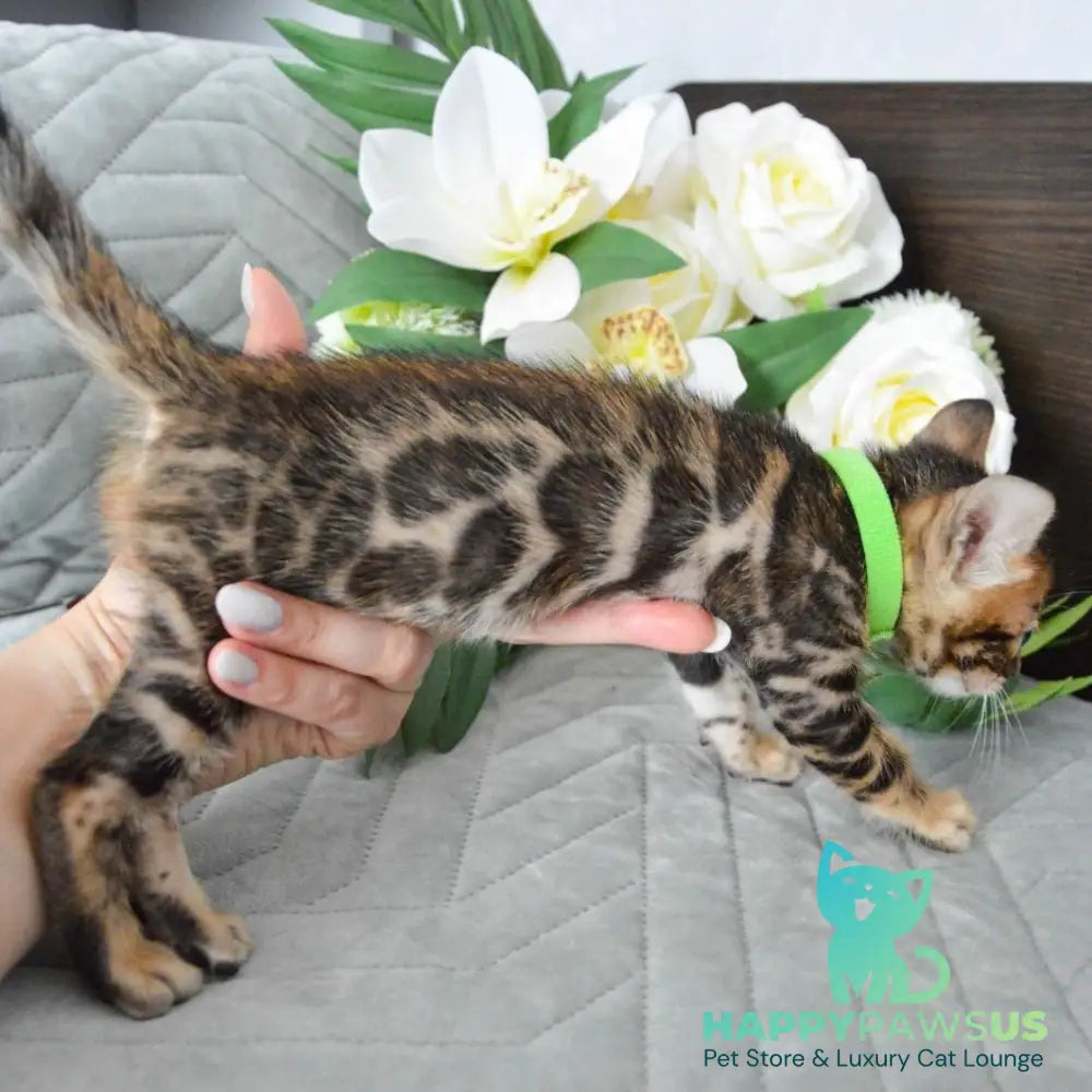 Pixel Bengal male black spotted tabby - live animals
