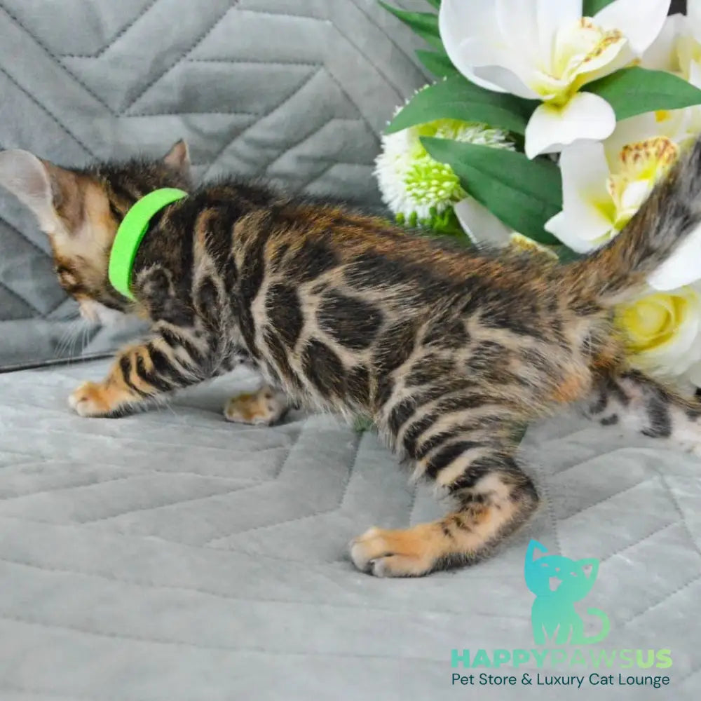 Pixel Bengal male black spotted tabby - live animals