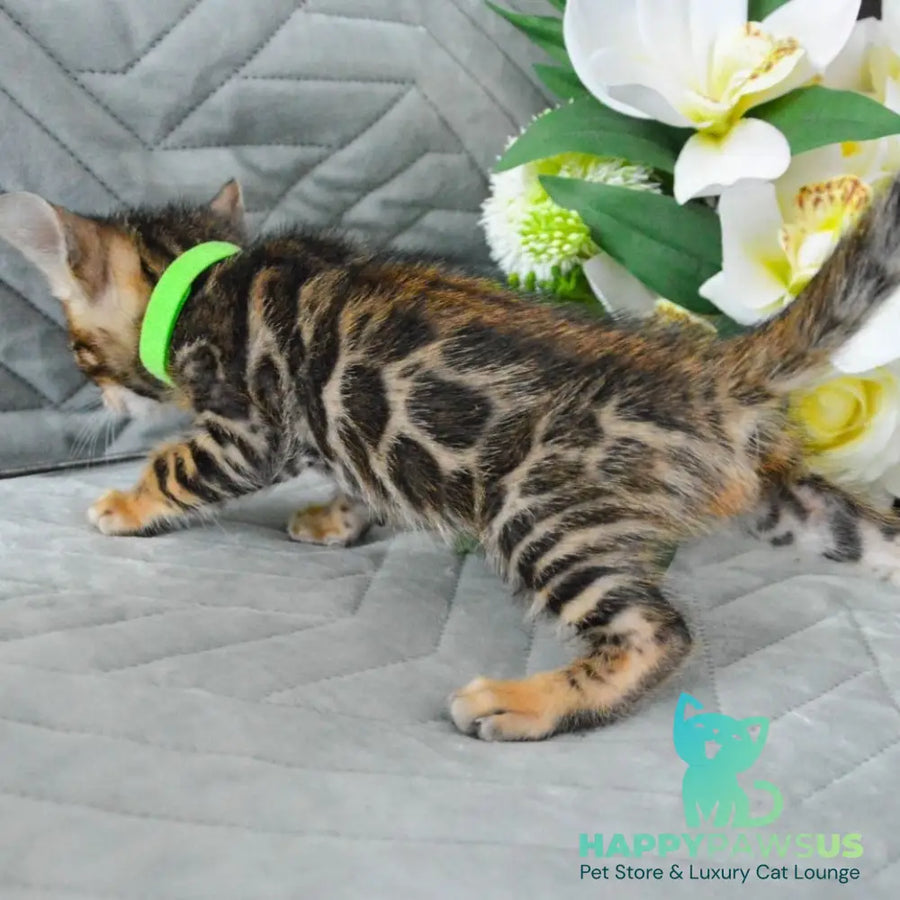 Pixel Bengal male black spotted tabby - live animals