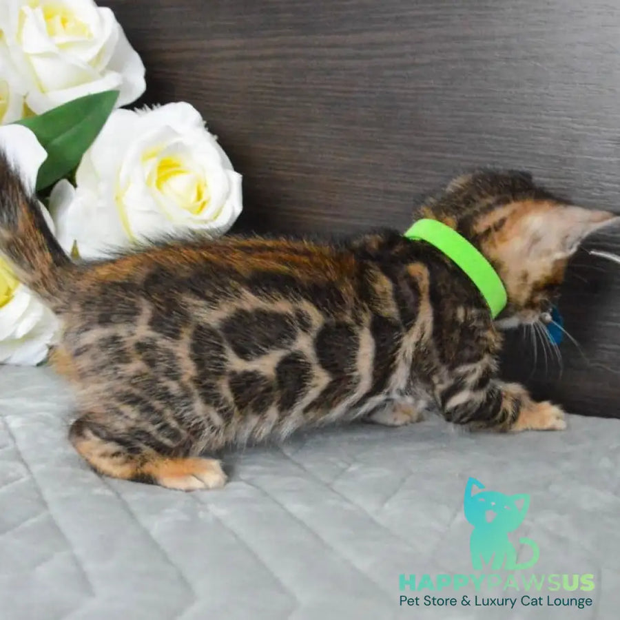 Pixel Bengal male black spotted tabby - live animals