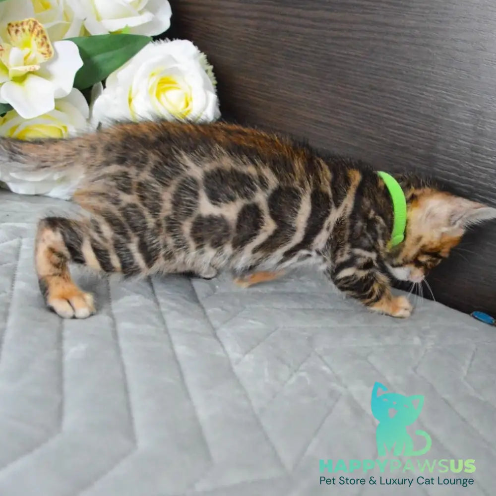 Pixel Bengal male black spotted tabby - live animals